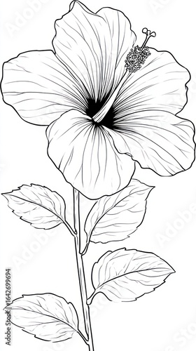 Detailed line drawing of a hibiscus flower and stem with leaves, in black and white
