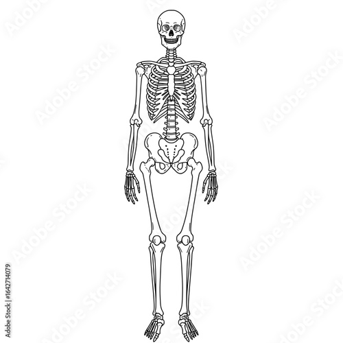 Anatomical illustration of a human skeleton standing upright