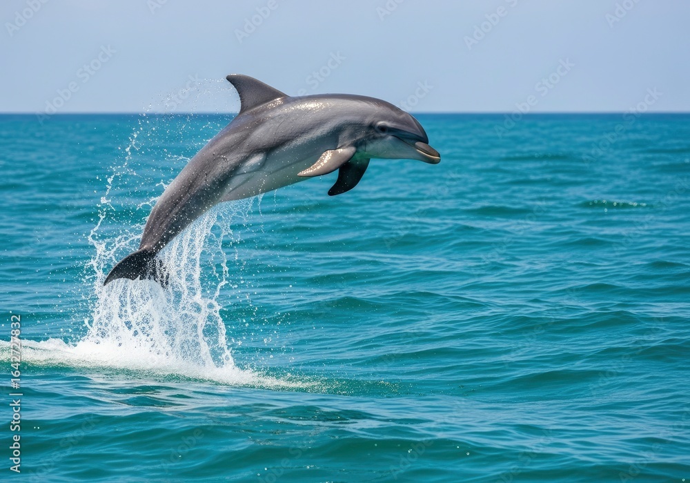 Fototapeta premium A bottlenose dolphin jumping high out of the turquoise ocean water.