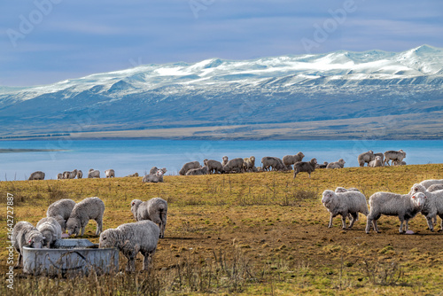 Grazing sheep Glenmore Station,