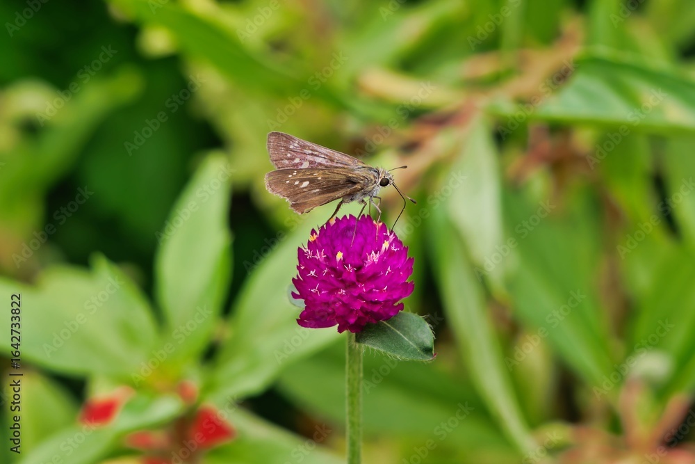 Obraz premium センニチコウとセセリチョウ