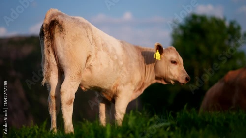 Young white Aberdeen Angus beef cow with ear tags stand in pasture at sunset