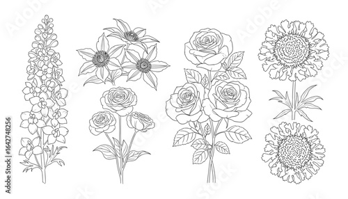 Elegant floral sketches: a delightful collection of botanical vector illustrations.