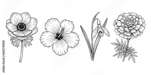 Botanical Collection: Elegant Hand-Drawn Floral Engravings of Anemone, Hibiscus, Snowdrop, and Marigold on Isolated White Background