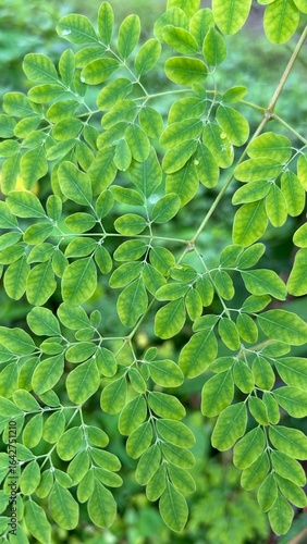 green moringa tree leaf background 