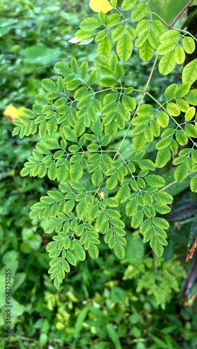 healthy green moringa leaves  