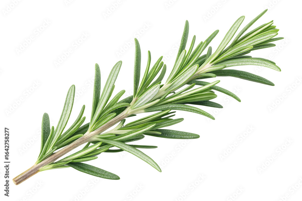 Fototapeta premium Fresh rosemary herb isolated on white background