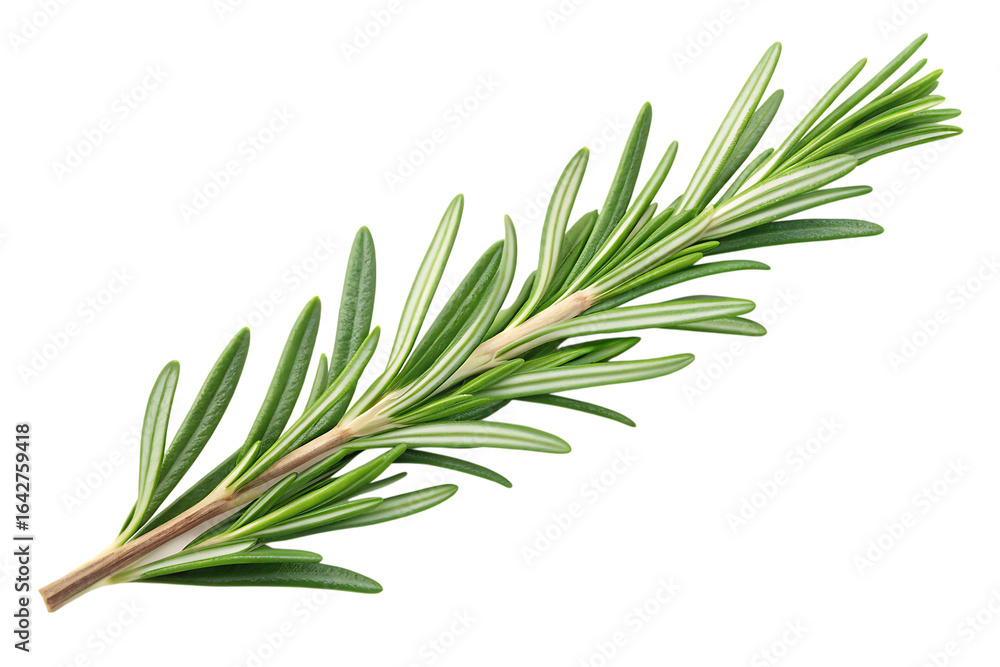 Fototapeta premium Fresh green rosemary twig isolated on white background