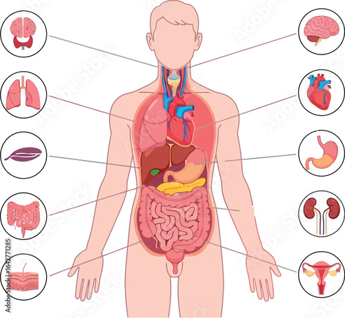 Human anatomy organs diagram body systems educational chart