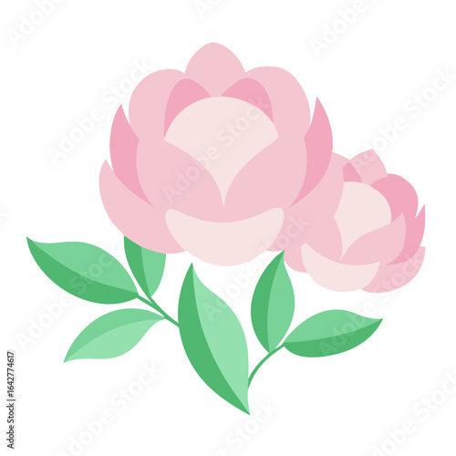 soft pastel peonies green leaf sprigs on transparent background