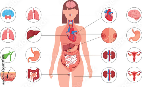 Human anatomy female body organs diagram educational chart