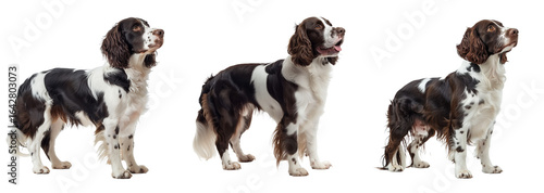 English Springer Spaniel Set Isolated on Transparent Background. PNG.