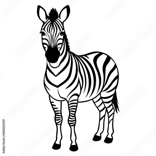 Zebra isolated on white background