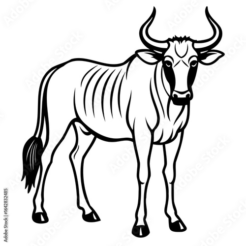 Wildebeest isolated on white background