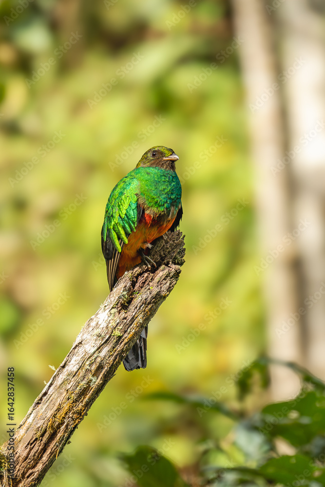 Obraz premium Resplendent Quetzal, Pharomachrus mocinno, Savegre in Costa Rica, with green forest in background. Magnificent sacred green and red bird. Birdwatching in jungle.