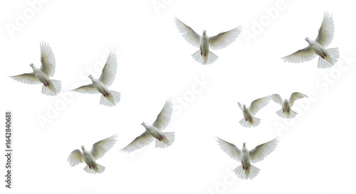 A dynamic flock of elegant, white-plumed birds in mid-flight, showcasing intricate feather details against a transparent background, with high-key lighting concept of boundless freedom and