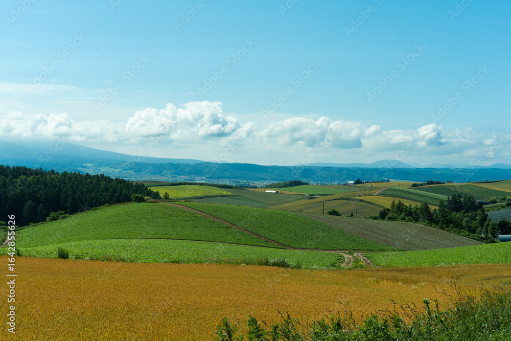 Obraz premium 北海道 初夏の富良野・美瑛の丘