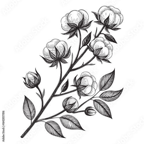 cotton branch woodcut engraving vector illustration