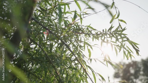 Wallpaper Mural camera flare sunlight filtering through swaying tree branch in wind, leaves shimmering and moving gently, bright sky background creating peaceful natural atmosphere Torontodigital.ca
