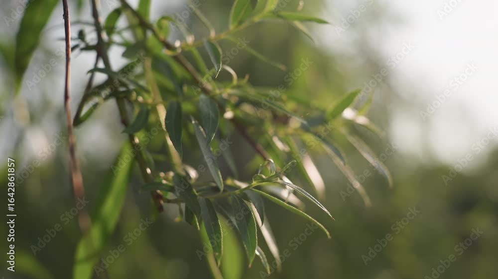 golden glow on swaying leaves in gentle wind with sunlight filtering through soft focus background creating warm calm mood of natural movement golden glow on swaying leaves in gentle wind with sunlight filtering through soft focus background creating warm calm mood of natural movement