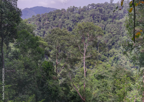 a shot of a large rainforest tree of gunung leuser national park on sumatra, indonesia