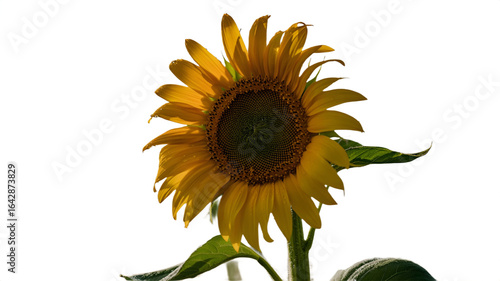 A close-up shot of a radiant sunflower in full bloom.