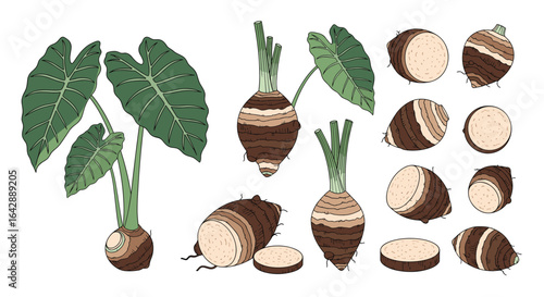 Fresh taro root vegetables and edible leaves for healthy cooking and nutrition