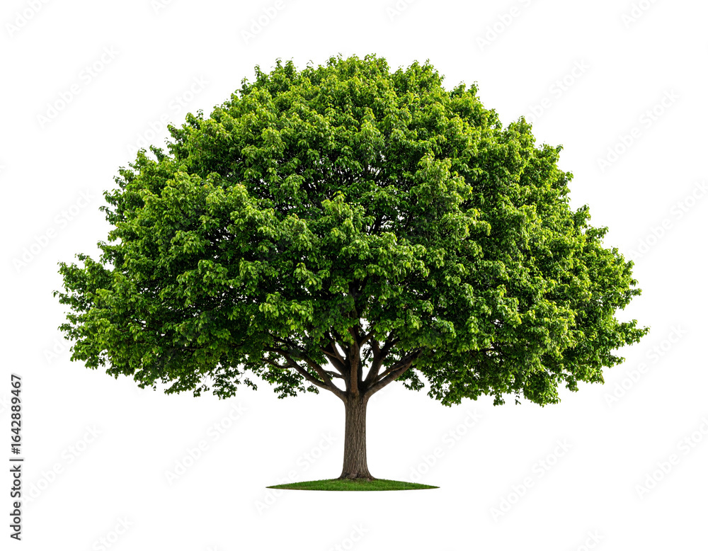 Obraz premium Green tree isolated on transparent background png