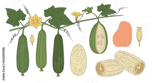 A collection of ridge gourd fruits showing growth stages along with flower buds and seeds
