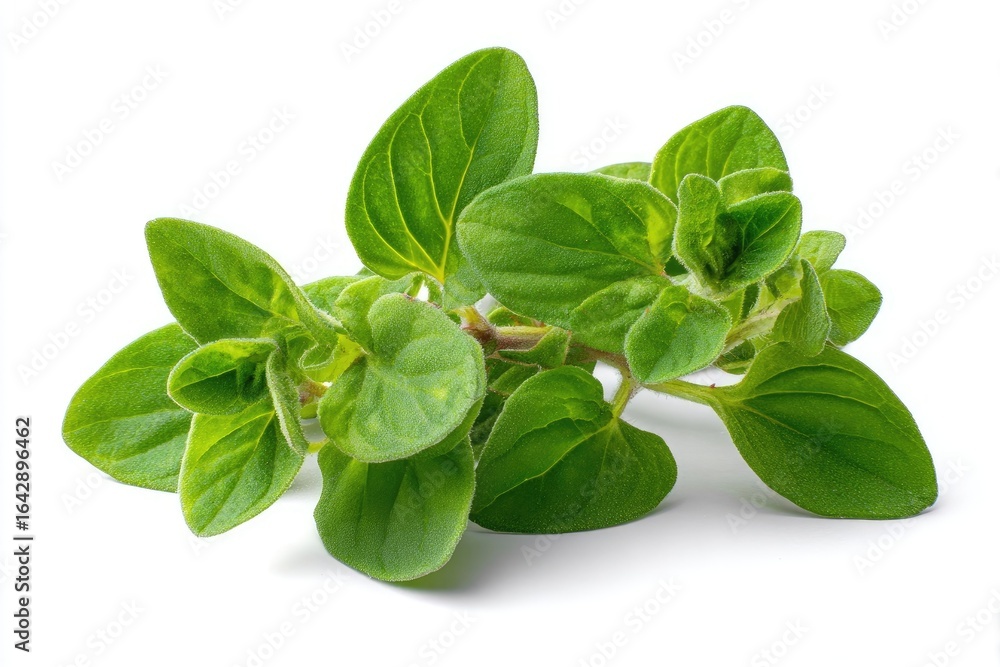Fresh oregano sprigs on white Fresh oregano sprigs on white