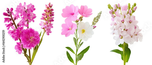 Wallpaper Mural Various Shades Of Pink And White Flowers Against Transparent Background Torontodigital.ca