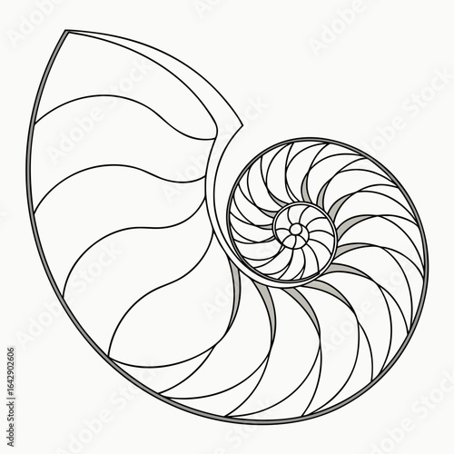 nautilus shell vector