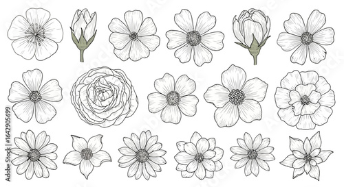 Elegant floral doodle vector set A collection of various flower illustrations for designs