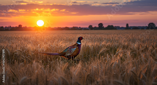 heasant in Golden Wheat Field PNG