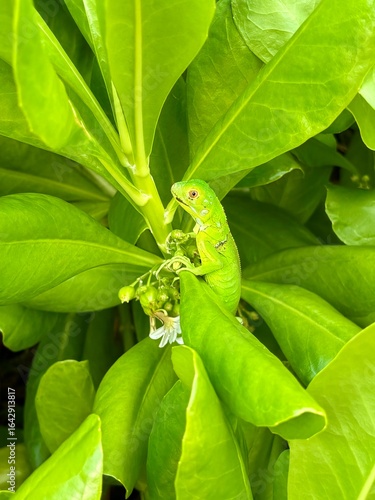 green lizard on a leaf