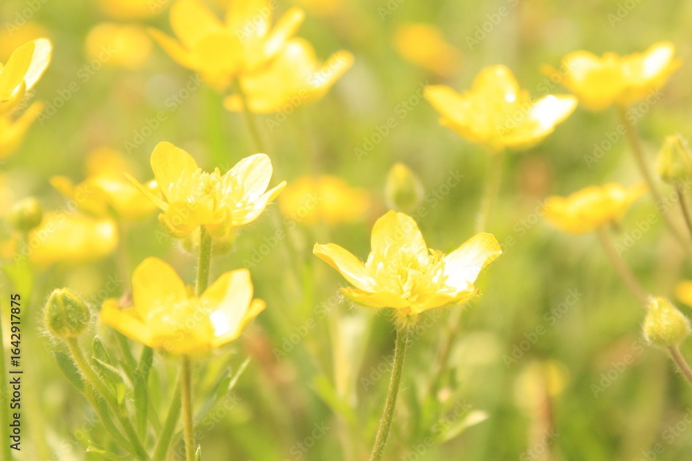 Fototapeta premium yellow spring flowers