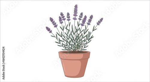 A simple illustration of a lavender plant with purple blossoms in a terracotta pot, isolated on a white background.
