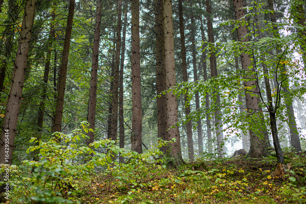 Fototapeta premium Green forest landscape in fog