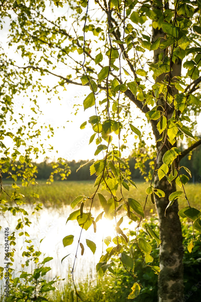 Fototapeta premium Sunset or sunlight behind the birch tree branches