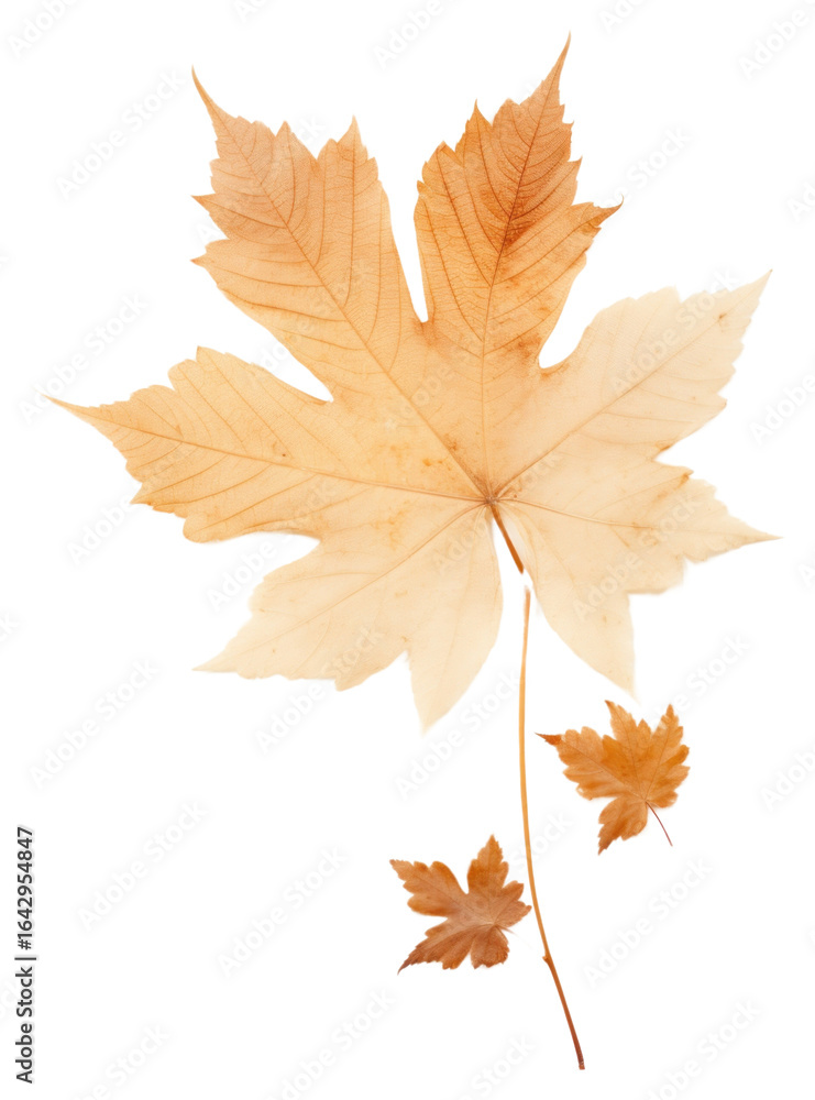 PNG Real Pressed a Autumn leaf autumn maple plant. PNG Real Pressed a Autumn leaf autumn maple plant.