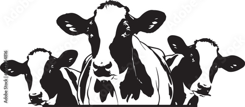 Black and White Illustration of Three Dairy Cows Looking Forward a Farm Fresh Image Suitable for Milk Promotion and Agricultural Business Ventures