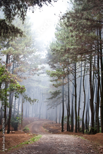 a serene and misty forest path, leading the eye into a dense stand of tall, slender trees. The atmosphere is quiet, mysterious, and slightly ethereal due to the heavy fog. The lighting is soft