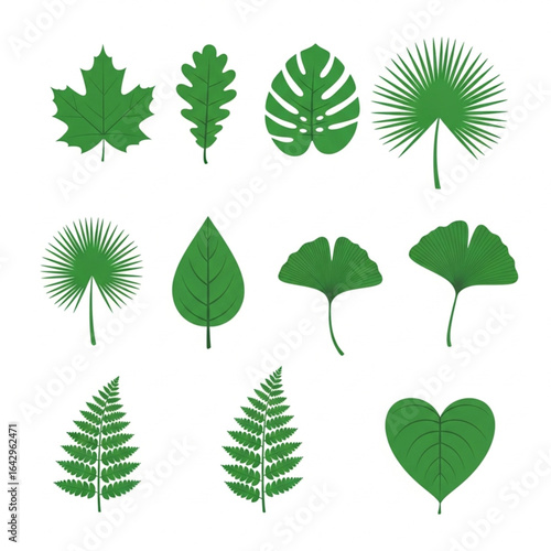 Collection of twelve diverse green leaves, showcasing various shapes and textures of foliage.