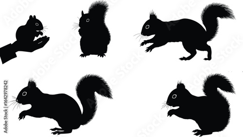 Squirrel silhouettes, hand feeding squirrel, running squirrel, standing squirrel, black squirrel vector, wildlife animal illustration, isolated rodent shapes, nature and forest icons