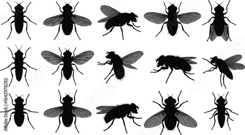 Housefly and insect silhouettes, mosquito, black fly, detailed vector illustration, pest control icons, realistic fly poses, isolated on white background