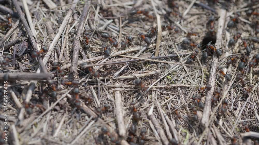 The Busy Ant Colony Active on Ground Surface Carrying Out Daily Activities and Foraging The Busy Ant Colony Active on Ground Surface Carrying Out Daily Activities and Foraging