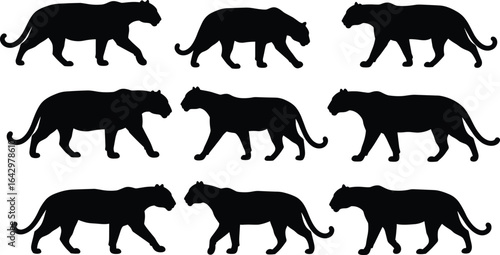 Panther silhouette collection, walking poses, wild big cat vector set for wildlife, jungle, safari, predator, nature, hunting, educational, design