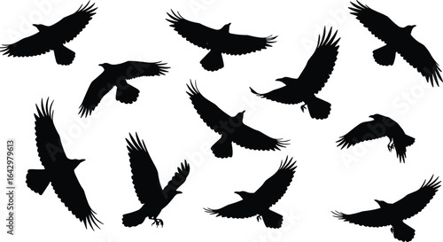 Flying crow silhouettes collection, black bird shapes clipart, crow in flight vector art, wildlife bird design, isolated raven illustrations set