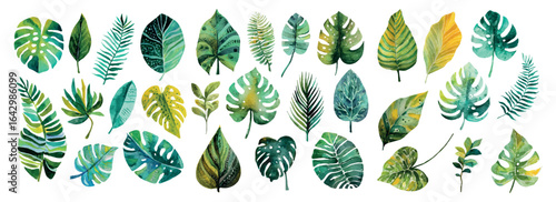 Big set of watercolor tropical leaves. Green colorful tropical leaves of monstera, coconut, banana and other plants. Green leaves of tropical forests and jungles. Vector illustration.
