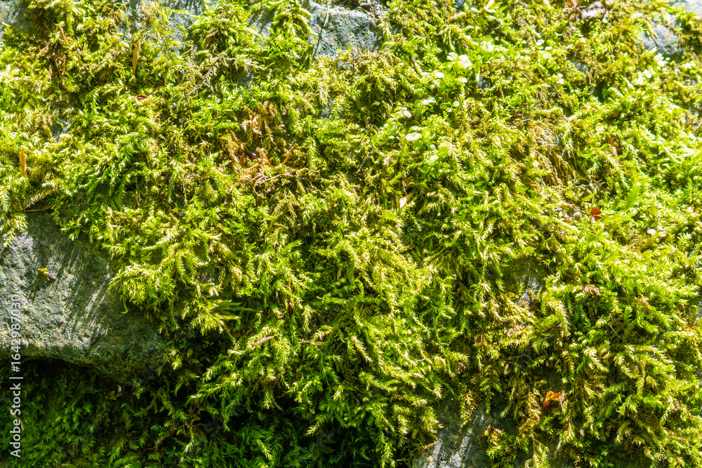 Fototapeta premium 苔